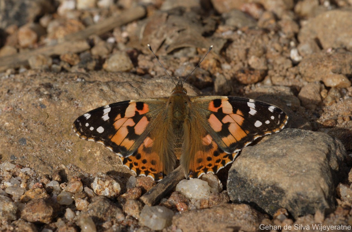 Vanessa cardui Linnaeus, 1761